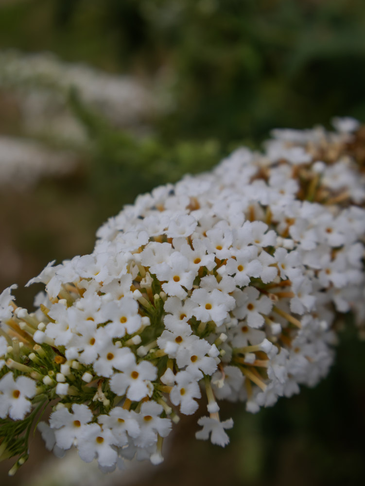 Photograph by Jake Cella, 2024-07-26