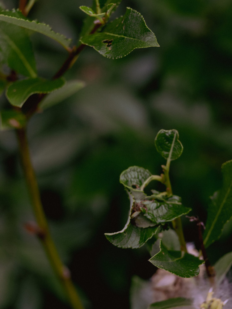 Photograph by Jake Cella, 2024-07-04