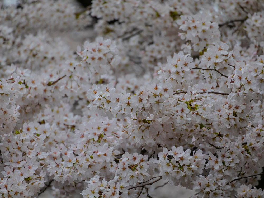 Photograph by Jake Cella, 2025-04-05