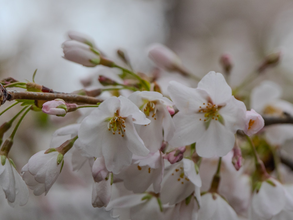 Photograph by Jake Cella, 2025-04-05