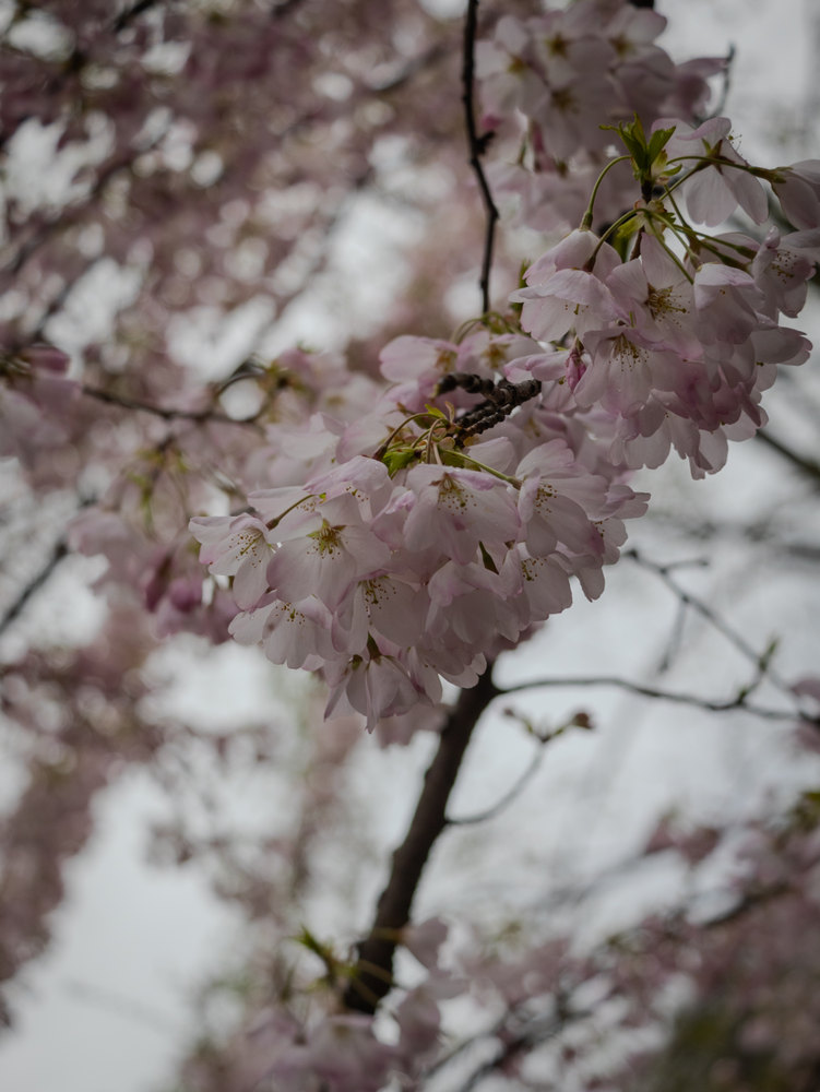 Photograph by Jake Cella, 2025-04-05