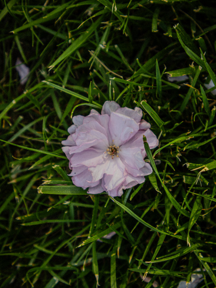 Photograph by Jake Cella, 2025-04-29