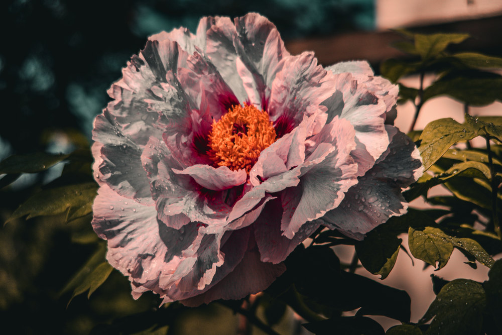 Photograph by Jake Cella, 2026-05-10