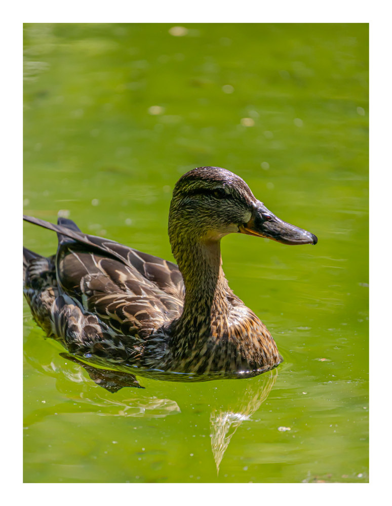 Photograph by Jake Cella, 2026-06-27