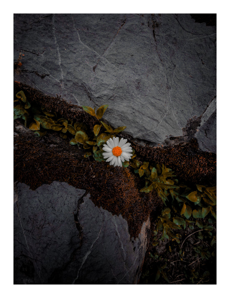 Photograph by Jake Cella, 2026-06-28