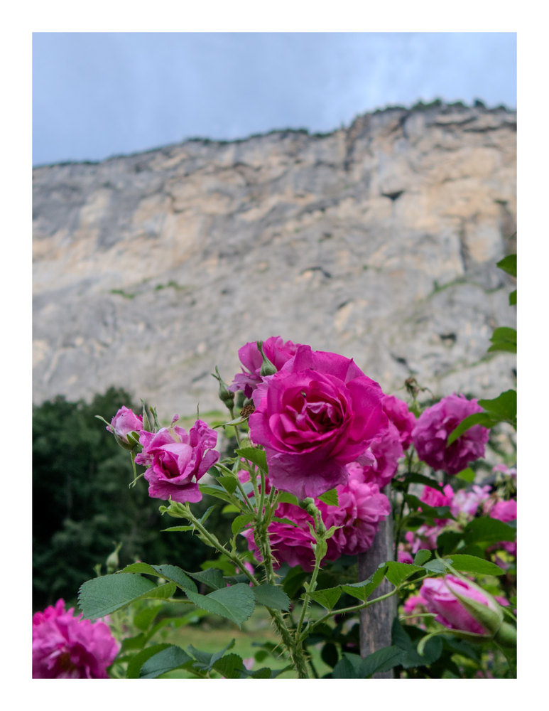 Photograph by Jake Cella, 2026-06-29