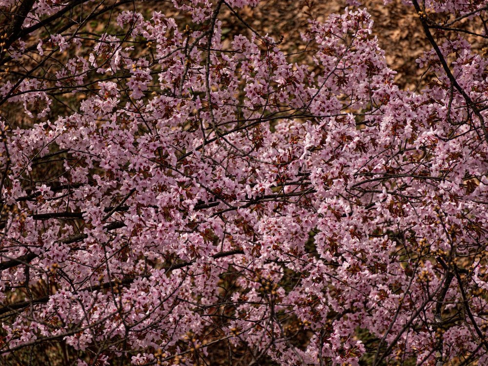 Photograph by Jake Cella, 2026-04-04