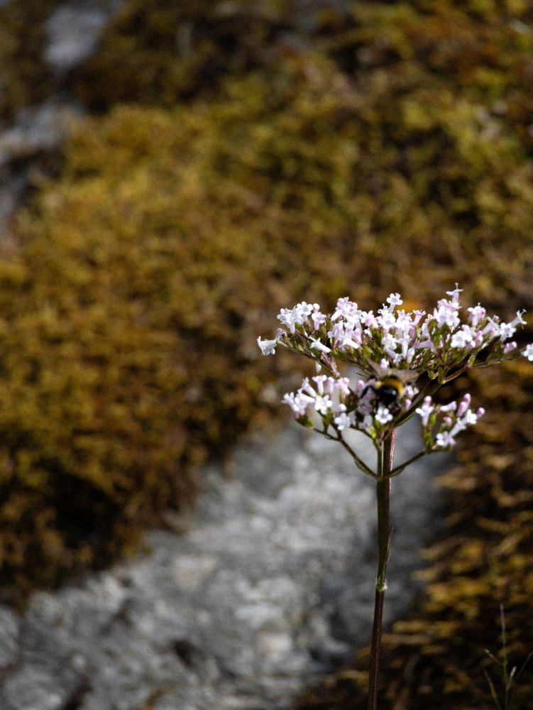 Photograph by Jake Cella, 2024-07-03