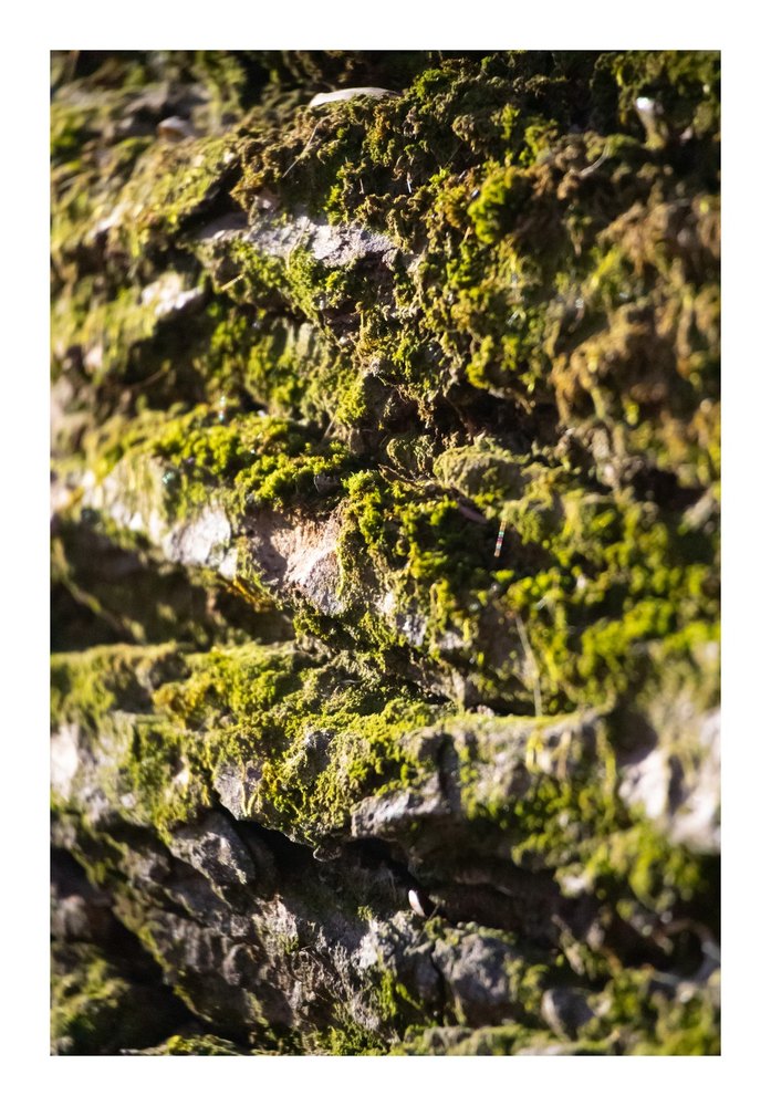 Photograph by Jake Cella, 2024-10-26