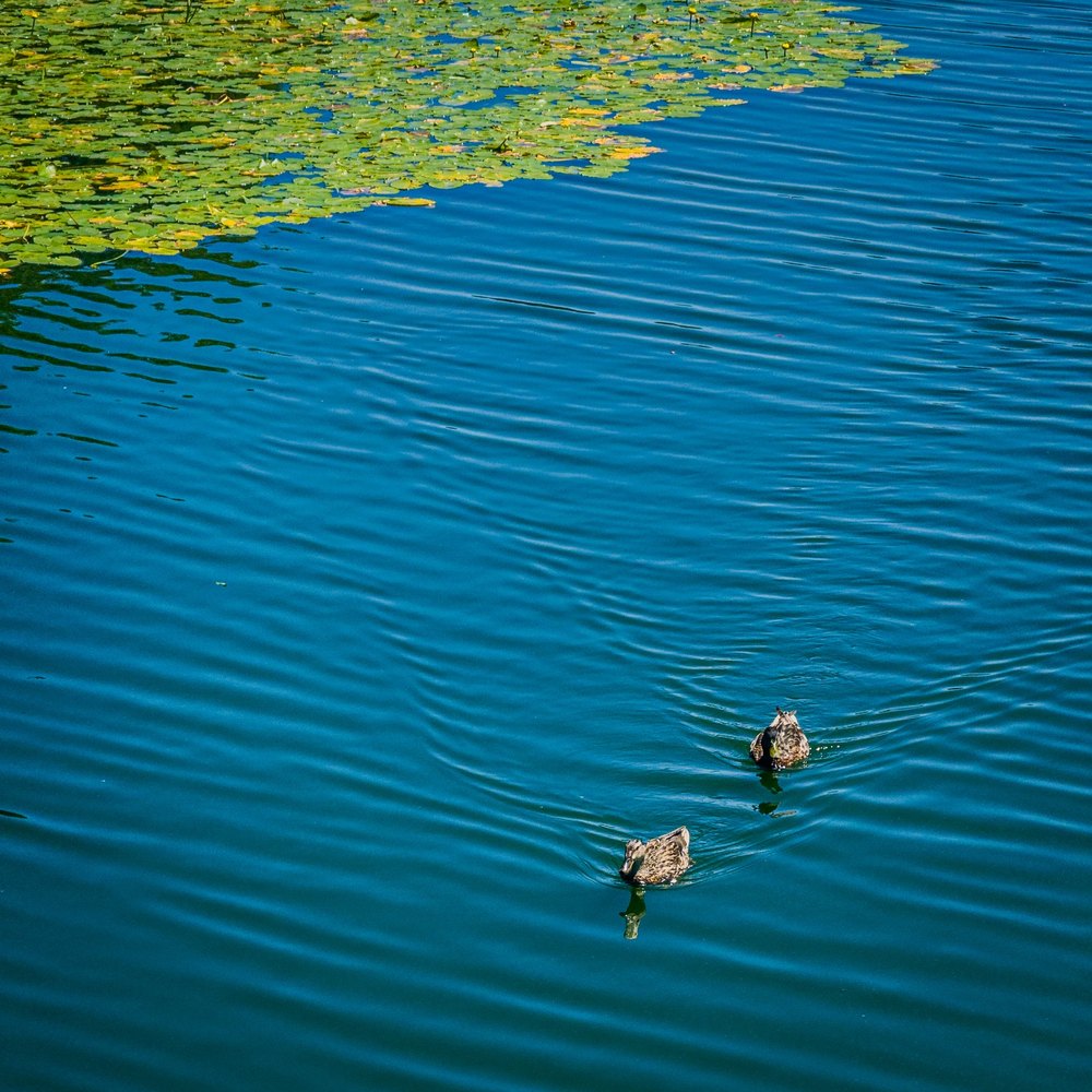 Photograph by Jake Cella, 2025-08-09